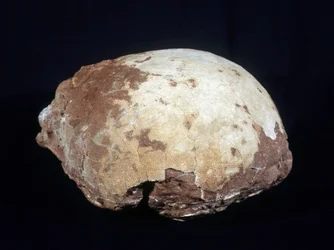 Egg tilskrevet Hypselosaurus Priscus: stor dinosaur (ca. 12 m) planteeter fra sent kritt (-65 millioner år) funnet i Provence. Naturhistorisk museum i Aix en Provence.