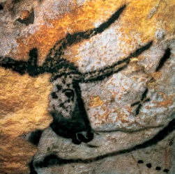 Hulemaleri som viser en uroks (utdødd storfe), Okserommet, Lascaux-grotten, Montignac, Dordogne, Frankrike, paleolittisk magdalenienperiode (maleri)