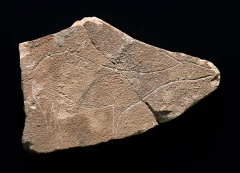 Petroglyph som representerer en hjort, Parpallo Cave, Spania. Øvre paleolittisk, Solutreen (gravering)