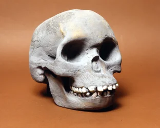 Piltdowns mann: skallen til en primitiv mann, et ledd i evolusjonskjeden mellom ape og menneske oppdaget av Woodward og Dawson. En av de mange kopiene av hodeskallen oppbevart på Natural History Museum i Milano.