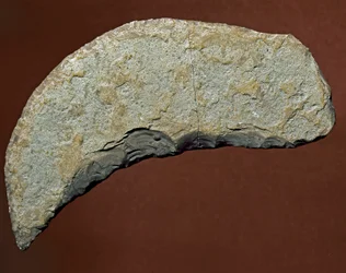 Forhistorie: chopperlignende redskap av stein fra Køkkenmøddinger-kulturen, Danmark. Paleolittisk tid. Verona, Museo Civico di Storia Naturale, Italia
