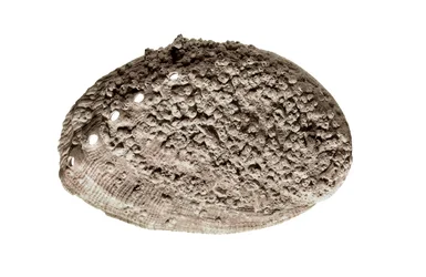 Forhistorisk kunst: skjellfossil. Fra hulen La Riera, Barcelona (bilde)