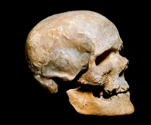 Forhistorie: fossilt Cro-Magnon-kranium, Homo sapiens. Fra solutréen, øvre paleolitt. Museo Civico di Storia Naturale, Milano