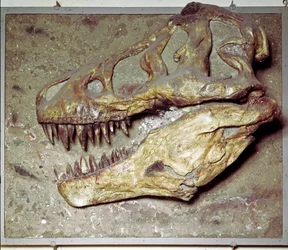 Forhistorie: Dinosaurskalle Tyrannosaurus rex (T Rex eller tyrannosaur). krittperioden. Museo civico di storia naturale, Milano