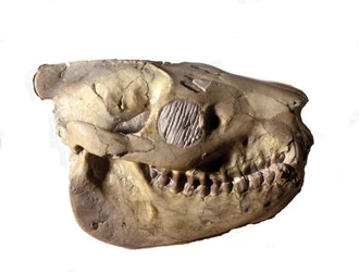 Forhistorie: Oreodons hodeskalle (eller Merycoidodon), dinosaur. Kenozoisk epoke, oligocen periode. funnet i South Dakota i USA.