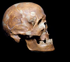 Forhistorie: fossilt kranium av Homo sapiens (Cro-Magnon-menneske) fra Chancelade (Dordogne). Magdalénienkulturen, øvre paleolitt. 15 000 f.Kr. Museo Civico di Storia Naturale, Milano
