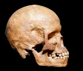 Forhistorien: fossilt kranium av Homo sapiens fra Grimaldi, Ventimiglia (Italia). Aurignacienkulturen, yngre paleolitikum. Det kommunale naturhistoriske museet, Milano