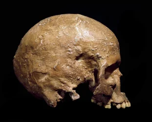 Forhistorie: fossilt kranium av Homo sapiens fra Grimaldi, Ventimiglia (Italia). Aurignacienkulturen, yngre paleolitikum. Det kommunale naturhistoriske museet, Milano
