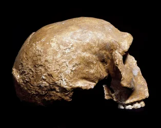 Forhistorie: fossil hodeskalle av Homo sapiens pre-neandertaler (Homo steinheimensis eller Homo heidelbergensis) funnet i Steinheim an der Murr (Tyskland) i 1933. Nedre paleolitikum. Alder fra 350 000 til 250 000 år. Museo Civico di Storia Naturale, Milano