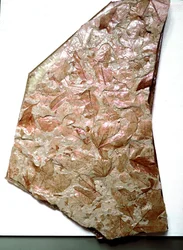 Forhistorie: fossiliserte blader fra Piemont (Italia). Periode av den underordnede kvartær. Museo civico di storia naturale, Milano