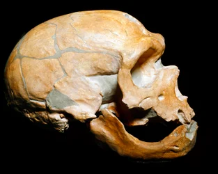 Forhistorie: skallen til mannen fra kapellet til de hellige, mann fra neandertaler (neandertaler eller neandertaler: Homo sapiens), paleolittisk. Gjenforent i Correze i 1908. Museum Civico di Storia Naturale, Milano - Forhistorie: Menneskeskalle fra la