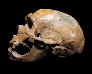 Forhistorie: skallen til mannen fra kapellet til de hellige, mann fra neandertaler (neandertaler eller neandertaler: Homo sapiens), paleolittisk. Gjenforent i Correze i 1908. Museum Civico di Storia Naturale, Milano - Forhistorie: Menneskeskalle fra la
