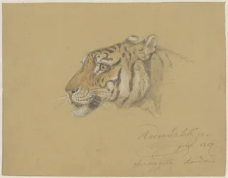 Hodet til en tiger
