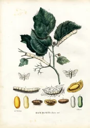 Sommerfugler, 1863-79