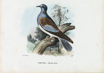 Europeisk turteldue, 1863-79