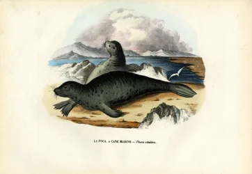 Steinkobbe, 1863-79