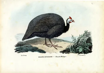 Perlefugl med hjelm, 1863-79