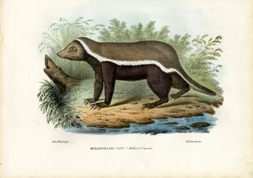 Honninggrevling, 1863-79