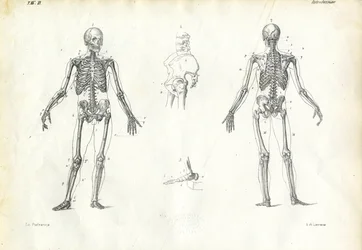 Menneske, 1863-79