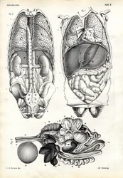 Tarmer, 1863-79