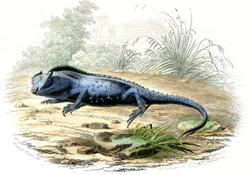 The forked head (Lyriocephalus margaritaceus) - Tallerken hentet fra Histoire Naturelle av Bernard Germain de Lacepede (1856-1925), utgave P.Furme, Paris