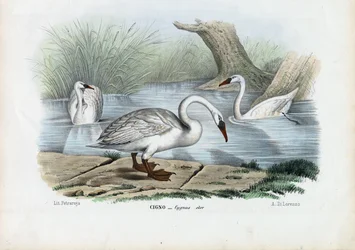 Knopsvane, 1863-79