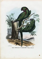 Rose-ringet parakitt, 1863-79