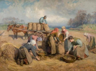 Potetsamlere, Northumberland, 1903