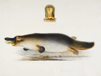 Et andnebbnebb ved et basseng, med en detalj av nebben, ca. 1820