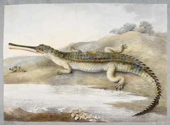 En gherial eller gangetisk krokodille ansikt til ansikt med gresshoppe, ca. 1820 (akvarell på papir)