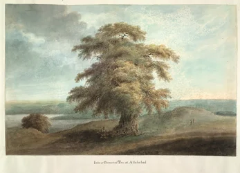 Imlee eller tamarind tre på Allahabad