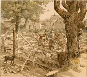 Sauedypping, Cornwall