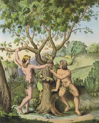 Eva presenterer eplet fra treet til kunnskap om godt og ondt til Adam (farge litho)