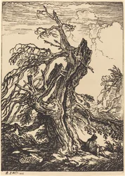 Studie av et tre