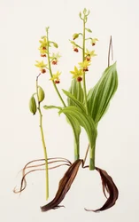 Calanthe tricarinata (olje på papir)