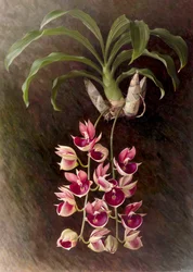 Catasetum pileatum #39;Pierre Couret#39;