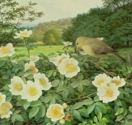 Åkerrose og pilsanger