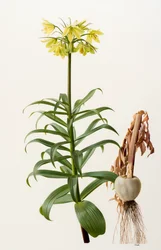 Fritillaria eduardii (olje på plate)