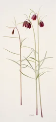 Fritillaria montana (olje på papir)