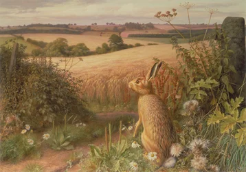 Hare i et felt