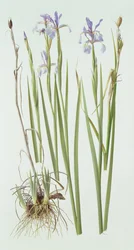 Iris Spurious