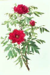 Japansk trepaion