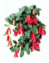 Lapegeria rosea
