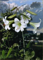 Lilium Emerald, ca. 1959 (olje på plate)