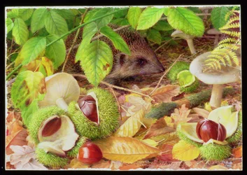 På skogbunnen i oktober