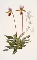 Paphiopedilum barbatum (olje på papir)