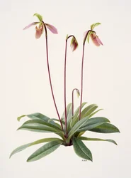 Pophiopedirium appletonianum (olje på papir)