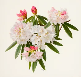 Rhododendron morii (olje på papir)