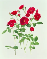 Rose #39;Dusky Maid#39;