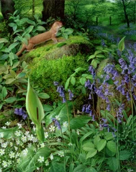 Vesel med vårblomster